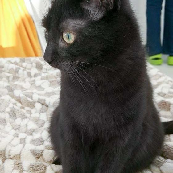 Kater Artemis / © 2017 Arche KaNaum (OS) Kater Artemis / © 2017 Arche KaNaum (OS)