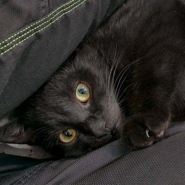 Kater Artemis / © 2017 Arche KaNaum (OS)