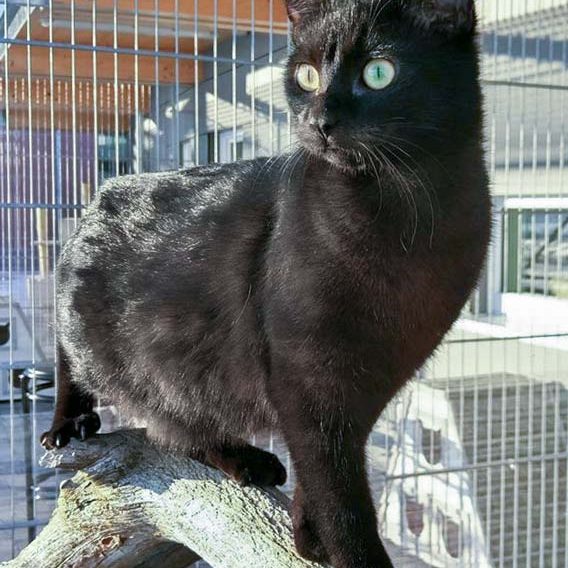 Kater Artemis / © 2017 Arche KaNaum (OS) Kater Artemis / © 2017 Arche KaNaum (OS)