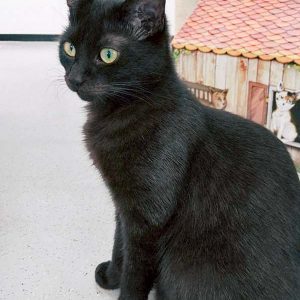 Kater Artemis / © 2017 Arche KaNaum (OS)