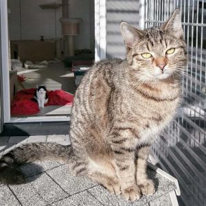 Kater Miro / © 2016 Arche KaNaum (OS) Kater Miro / © 2016 Arche KaNaum (OS)