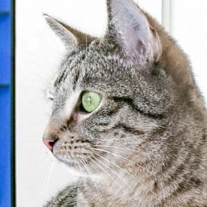 Kater Olli / © 2016 Arche KaNaum (OS) Kater Olli / © 2016 Arche KaNaum (OS)