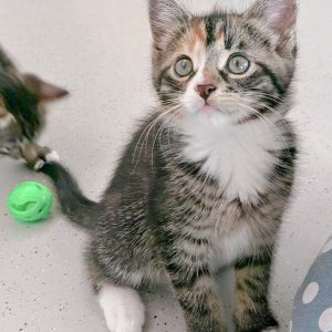 Kätzin Anni / © 2016 Arche KaNaum (OS)