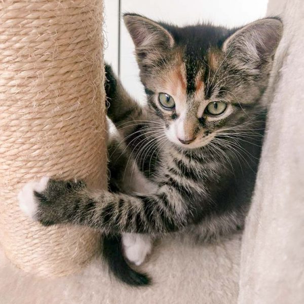 Kätzin Anni / © 2016 Arche KaNaum (OS)