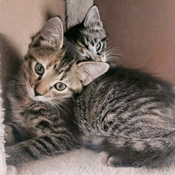 Kätzin Drusel / © 2016 Arche KaNaum (OS) Kätzin Drusel / © 2016 Arche KaNaum (OS)