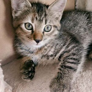 Kätzin Drusel / © 2016 Arche KaNaum (OS)