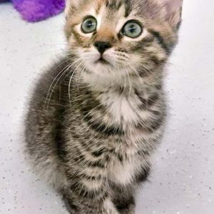 Kätzin Drusel / © 2016 Arche KaNaum (OS)