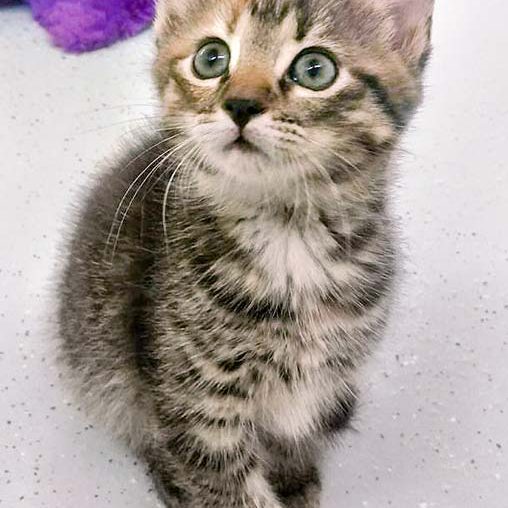 Kätzin Drusel / © 2016 Arche KaNaum (OS) Kätzin Drusel / © 2016 Arche KaNaum (OS)