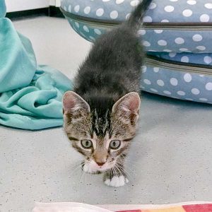 Katerchen Ole / © 2016 Arche KaNaum (OS)