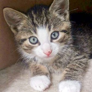 Katerchen Rüdi / © 2016 Arche KaNaum (OS)