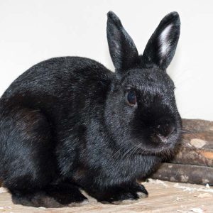 Kaninchenbock Spider / © 2016 Arche KaNaum (NH)