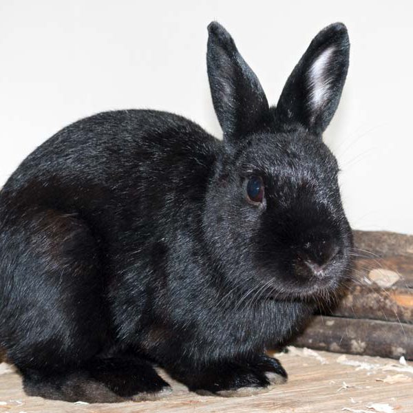 Kaninchenbock Spider / © 2016 Arche KaNaum (NH)