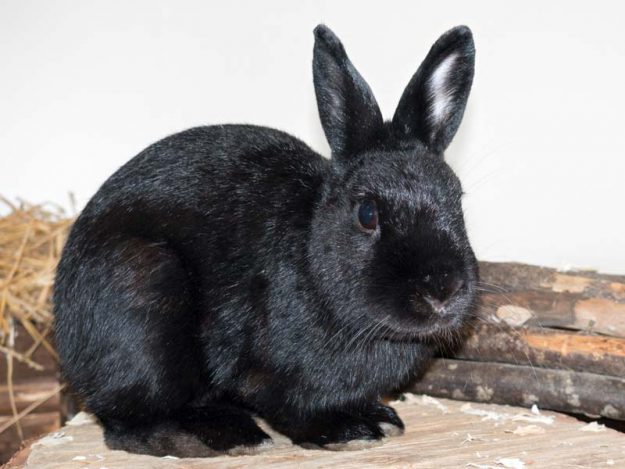 Kaninchenbock Spider / © 2016 Arche KaNaum (NH)