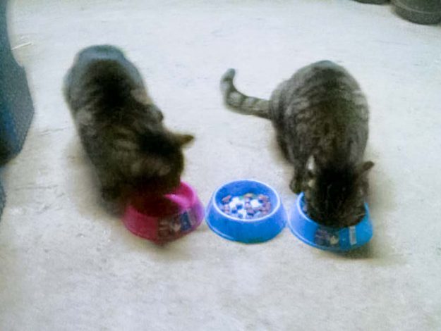 Kätzinnen Laura und Chucky im neuen Zuhause / © 16.05.'16 Privat