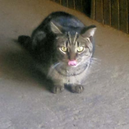 Kätzin Chucky im neuen Zuhause / © 16.05.'16 Privat