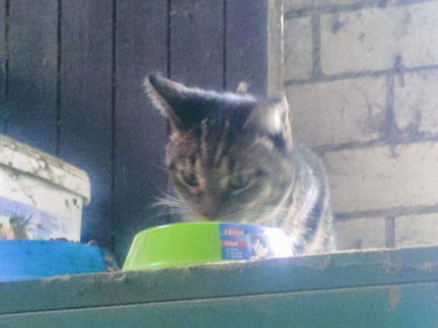 Kätzin Laura im neuen Zuhause / © 16.05.'16 Privat