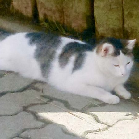 Kätzin Marie im neuen Zuhause / © 16.05.'16 Privat