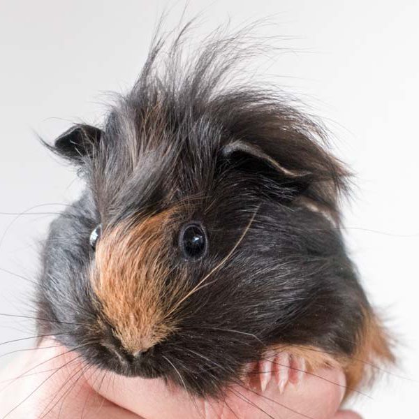 Meerschweinchen-Weibchen Bambula / © 2016 Arche KaNaum (NH)