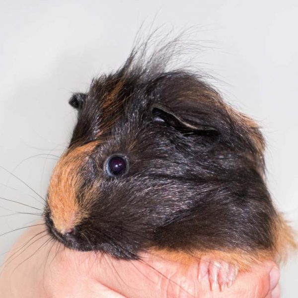 Meerschweinchen-Weibchen Bambula / © 2016 Arche KaNaum (NH)