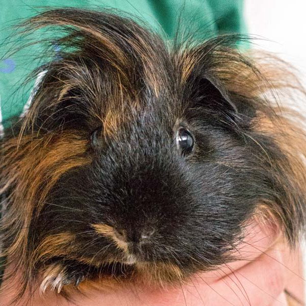 Weibchen Conchita (aka Snickers) / © 2016 Arche KaNaum (NH)