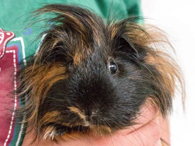 Weibchen Conchita (aka Snickers) / © 2016 Arche KaNaum (NH)