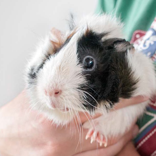 Meerschweinchen-Weibchen Frollein / © 2016 Arche KaNaum (NH) Meerschweinchen-Weibchen Frollein / © 2016 Arche KaNaum (NH)