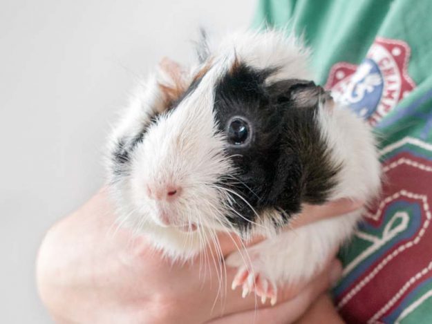 Meerschweinchen-Weibchen Frollein / © 2016 Arche KaNaum (NH)