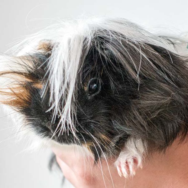 Meerschweinchen-Weibchen Mechthild (aka Bounty) / © 2016 Arche KaNaum (NH)