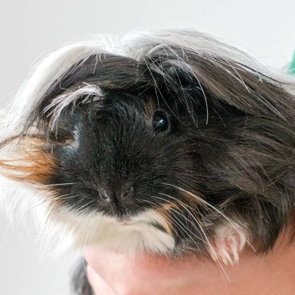 Meerschweinchen-Weibchen Mechthild (aka Bounty) / © 2016 Arche KaNaum (NH)