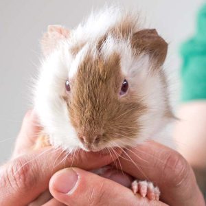 Meerschweinchen-Böckchen Mr. Mini / © 2016 Arche KaNaum (NH) Meerschweinchen-Böckchen Mr. Mini / © 2016 Arche KaNaum (NH)