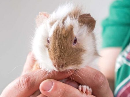 Meerschweinchen-Böckchen Mr. Mini / © 2016 Arche KaNaum (NH)