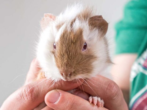 Meerschweinchen-Böckchen Mr. Mini / © 2016 Arche KaNaum (NH)