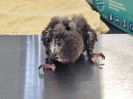 Verletzter Mauersegler / © 2016 Arche KaNaum (DN)