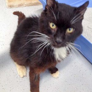 Kater Freddy / © 2016 Arche KaNaum (DN) Kater Freddy / © 2016 Arche KaNaum (DN)