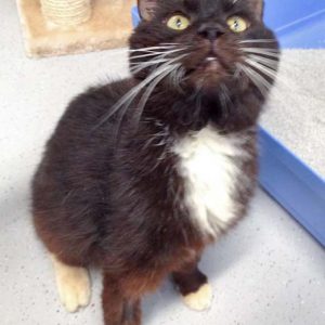 Kater Freddy / © 2016 Arche KaNaum (DN) Kater Freddy / © 2016 Arche KaNaum (DN)