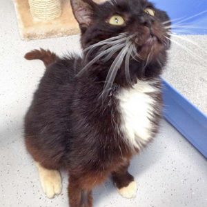 Kater Freddy / © 2016 Arche KaNaum (DN) Kater Freddy / © 2016 Arche KaNaum (DN)