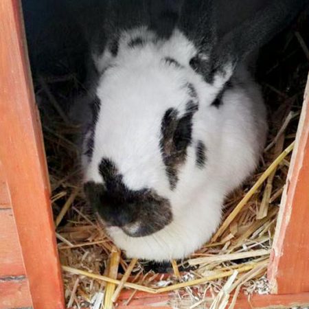 Kaninchen Hermine im neuen Zuhause / © 12.07.'16 Privat