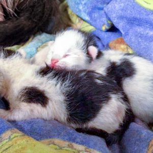 Zwei von Lisannas gerade geborenen Babys  / © 2016 Arche KaNaum (DN) Zwei von Lisannas gerade geborenen Babys / © 2016 Arche KaNaum (DN)