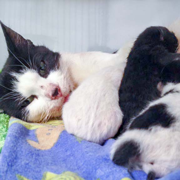 Kätzin Lisanna und ihre gerade geborenen Babys / © 2016 Arche KaNaum (DN)