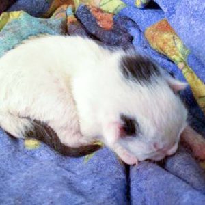 Eines von Lisannas gerade geborenen Babys: Katerchen Yannis  / © 2016 Arche KaNaum (DN) Eines von Lisannas gerade geborenen Babys: Katerchen Yannis / © 2016 Arche KaNaum (DN)