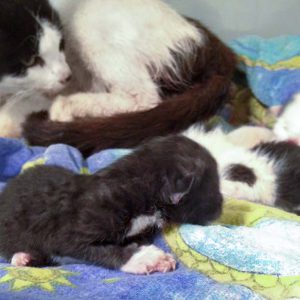 Kätzin Lisanna und ihre gerade geborenen Babys  / © 2016 Arche KaNaum (DN) Kätzin Lisanna und ihre gerade geborenen Babys / © 2016 Arche KaNaum (DN)