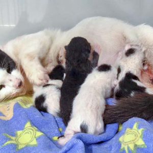 Kätzin Lisanna und ihre gerade geborenen Babys  / © 2016 Arche KaNaum (DN) Kätzin Lisanna und ihre gerade geborenen Babys / © 2016 Arche KaNaum (DN)