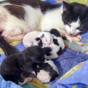 Kätzin Lisanna und ihre gerade geborenen Babys  / © 2016 Arche KaNaum (DN) Kätzin Lisanna und ihre gerade geborenen Babys / © 2016 Arche KaNaum (DN)