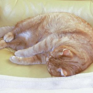 Kater Carlo / © 2016 Privat Kater Carlo / © 2016 Privat