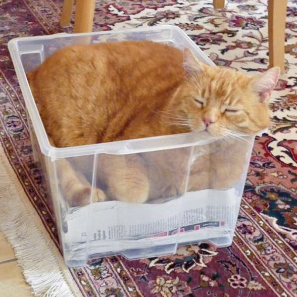 Kater Carlo / © 2016 Privat Kater Carlo / © 2016 Privat