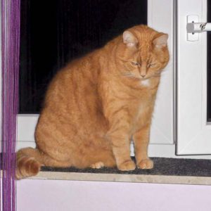 Kater Carlo / © 2016 Privat Kater Carlo / © 2016 Privat