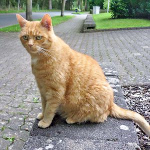 Kater Carlo / © 2016 Privat Kater Carlo / © 2016 Privat