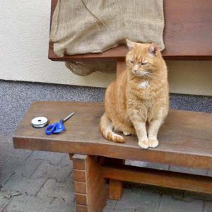 Kater Carlo / © 2016 Privat Kater Carlo / © 2016 Privat