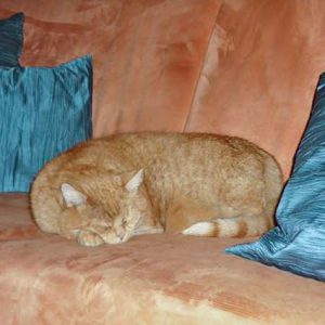 Kater Carlo / © 2016 Privat Kater Carlo / © 2016 Privat