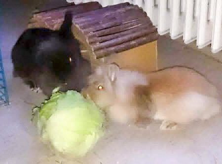 Kaninchen Elly (aka Thea, r.) mit Kumpel Kasimir und Salatkopf im neuen Zuhause / © 18.07.'16 Privat